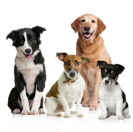 Group of dogs